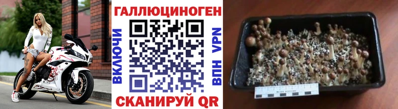 площадка наркотические препараты  Красновишерск  Псилоцибиновые грибы Psilocybine cubensis  мега вход 